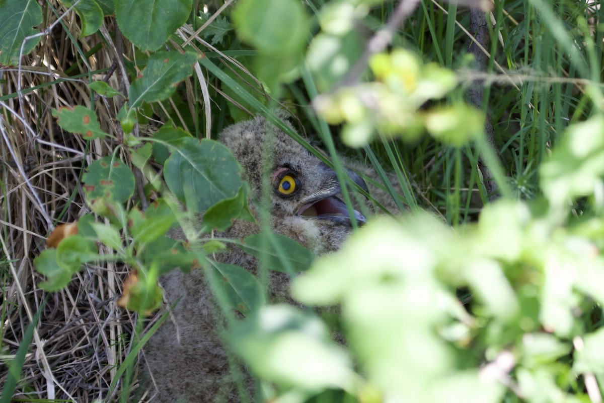 Eurasian Eagle-Owl - ML620494383