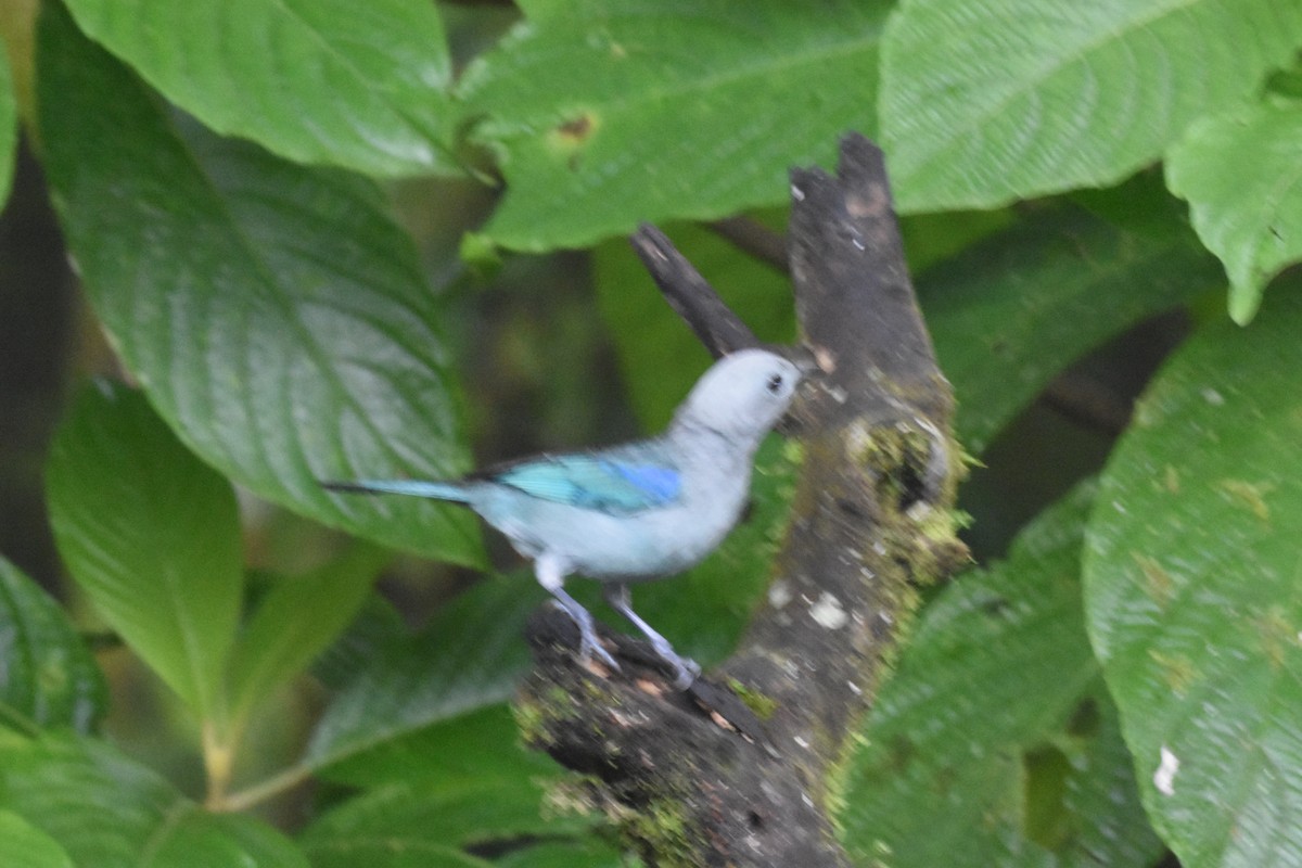 Blue-gray Tanager - ML620494384