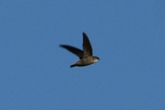 Chimney Swift - ML620494391