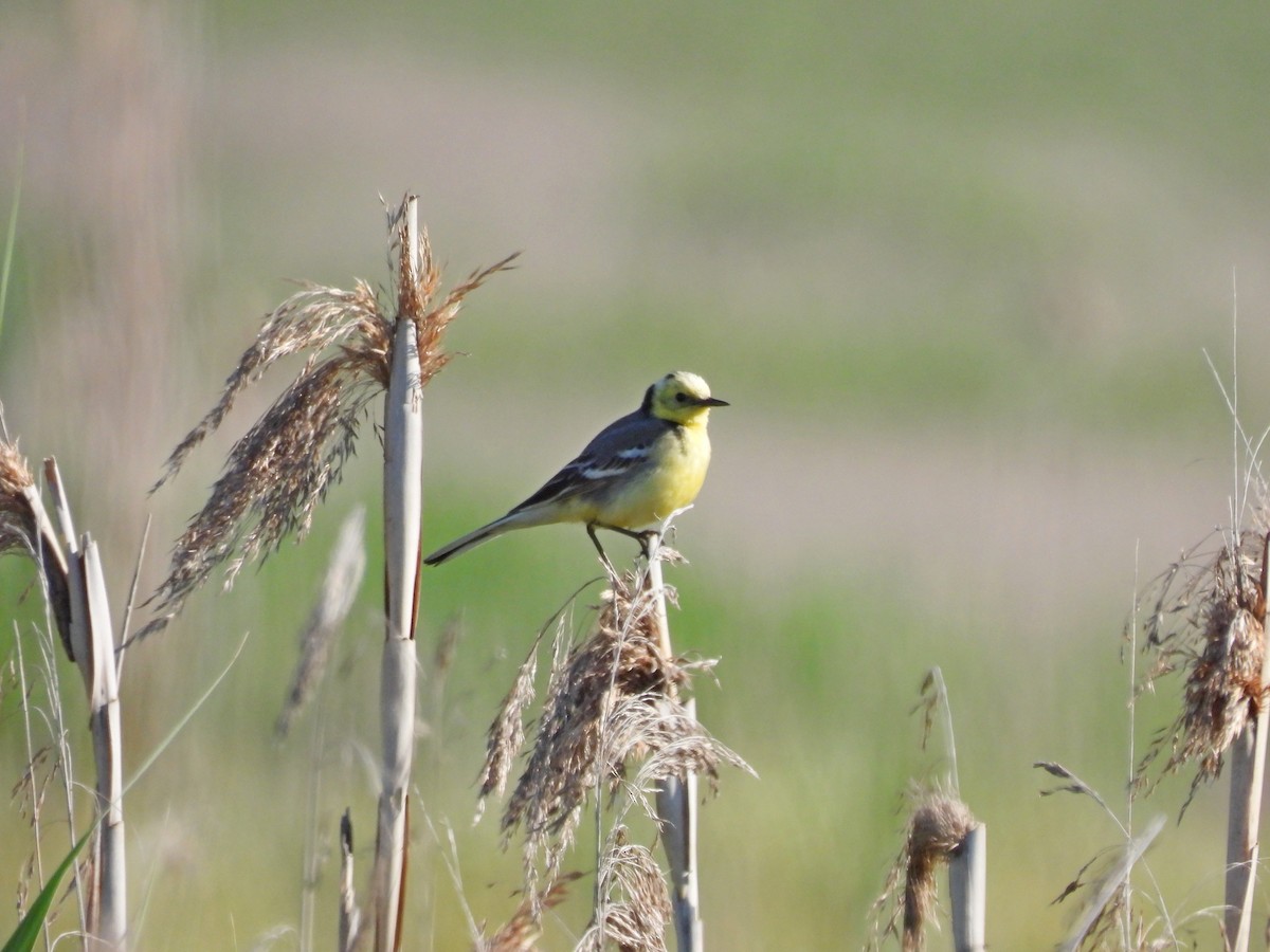 Citrine Wagtail - Lukas Dvylys