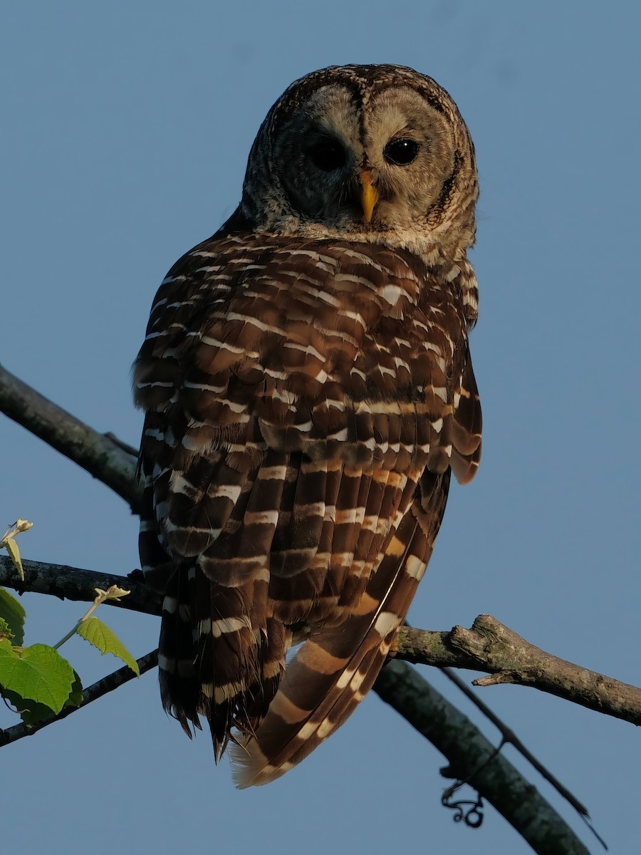 Barred Owl - ML620494396