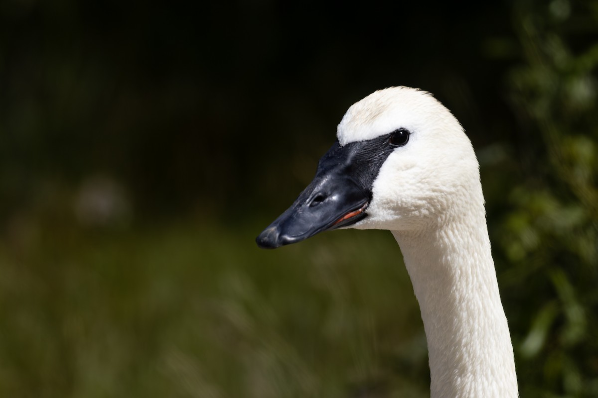 Trumpeter Swan - Roger Kohn