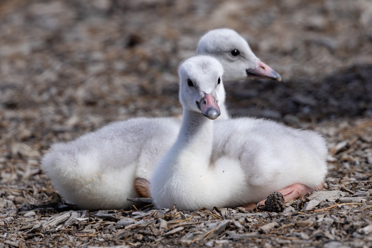 Trumpeter Swan - ML620494405