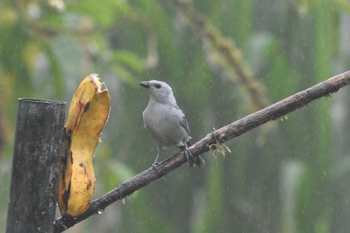 Palm Tanager - ML620494416