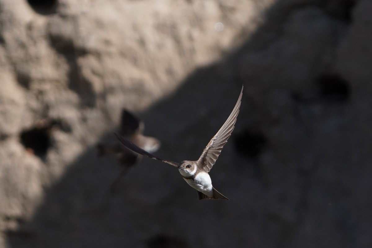 Bank Swallow - ML620494429