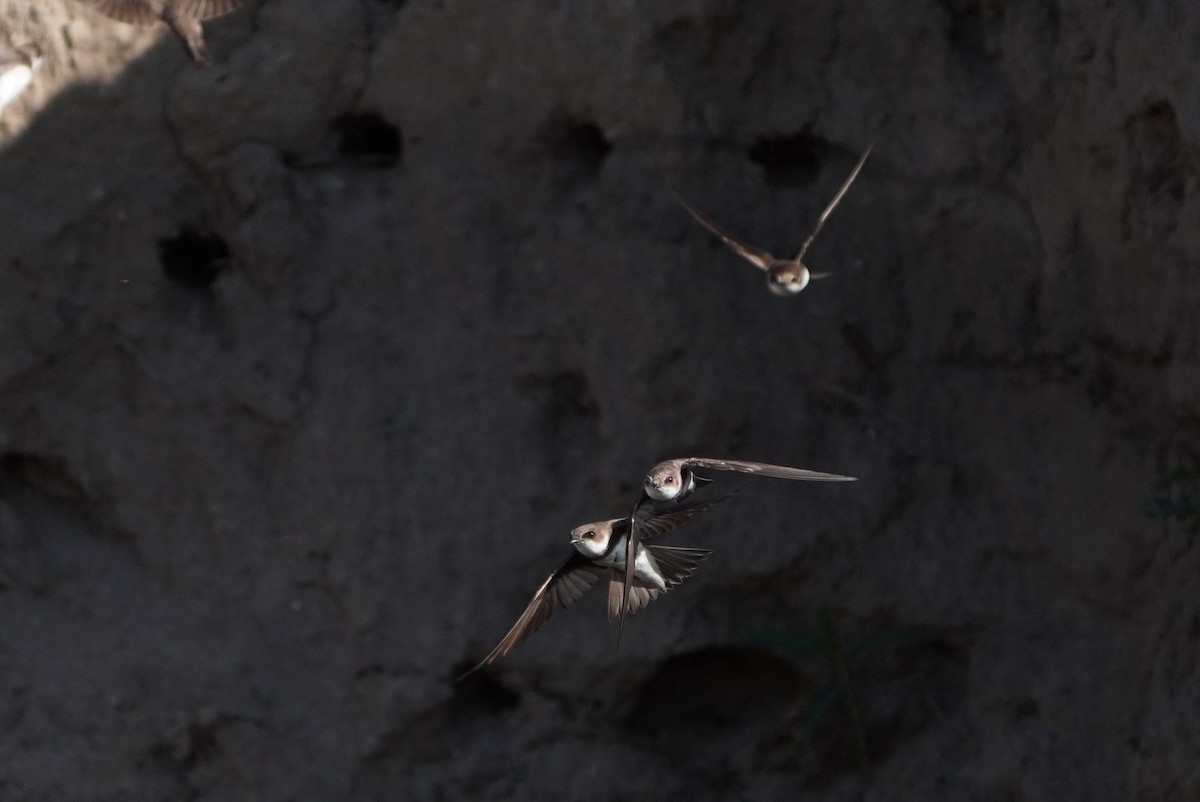 Bank Swallow - ML620494435