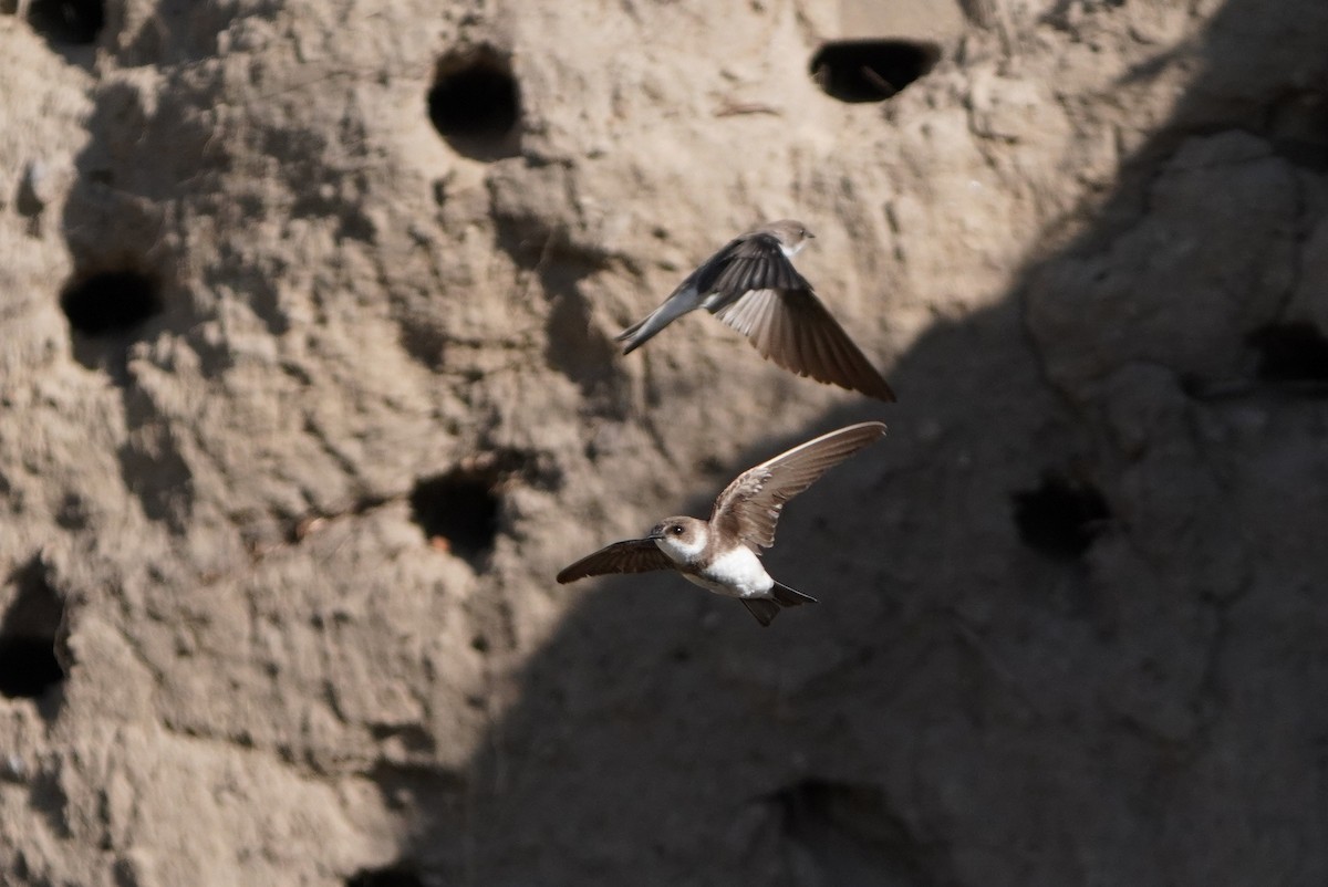 Bank Swallow - Paweł Maciszkiewicz