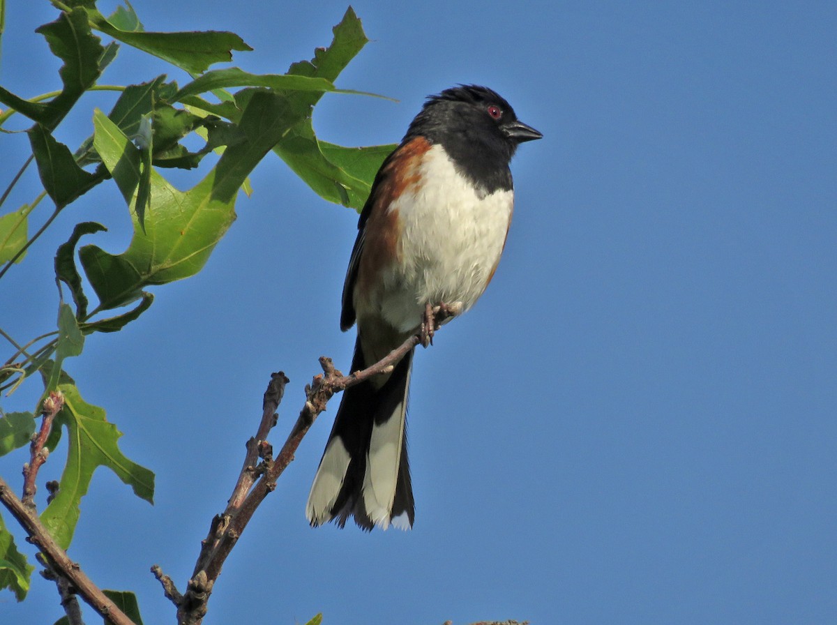 Eastern Towhee - ML620494443