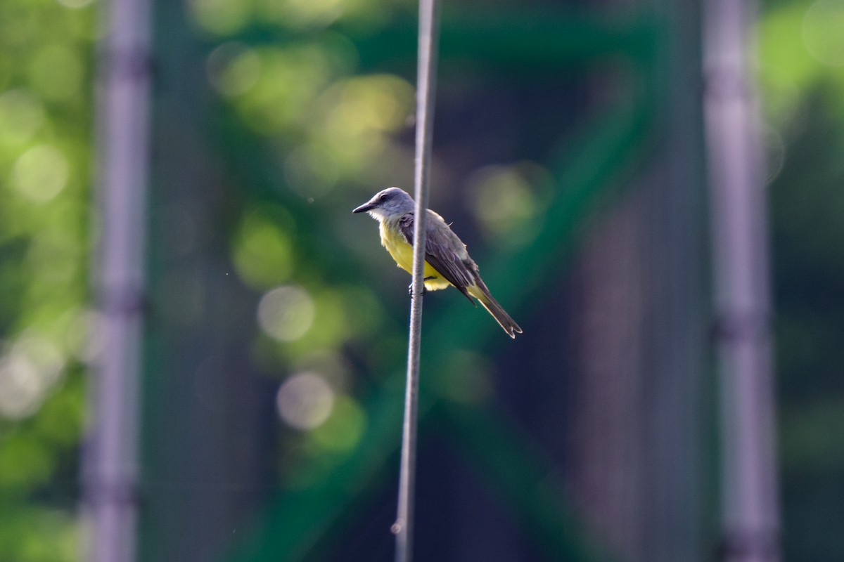 Tropical Kingbird - ML620494445