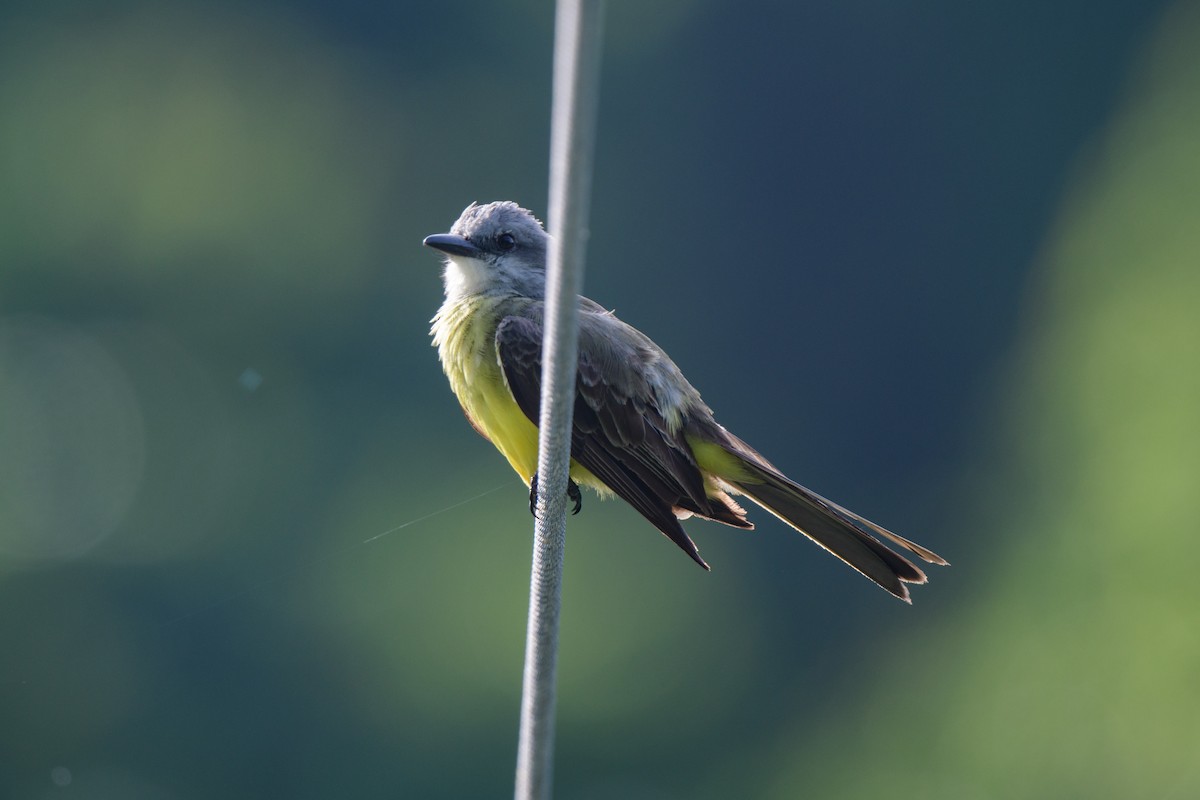 Tropical Kingbird - ML620494448