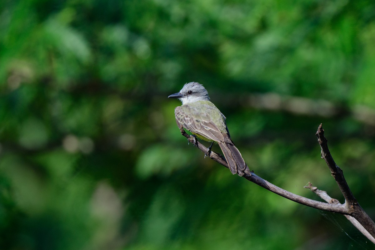 Tropical Kingbird - John Kuenzli