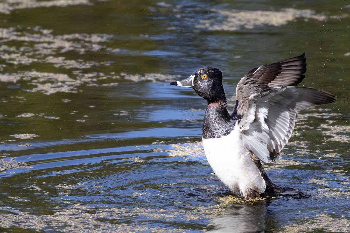 Ring-necked Duck - ML620494453