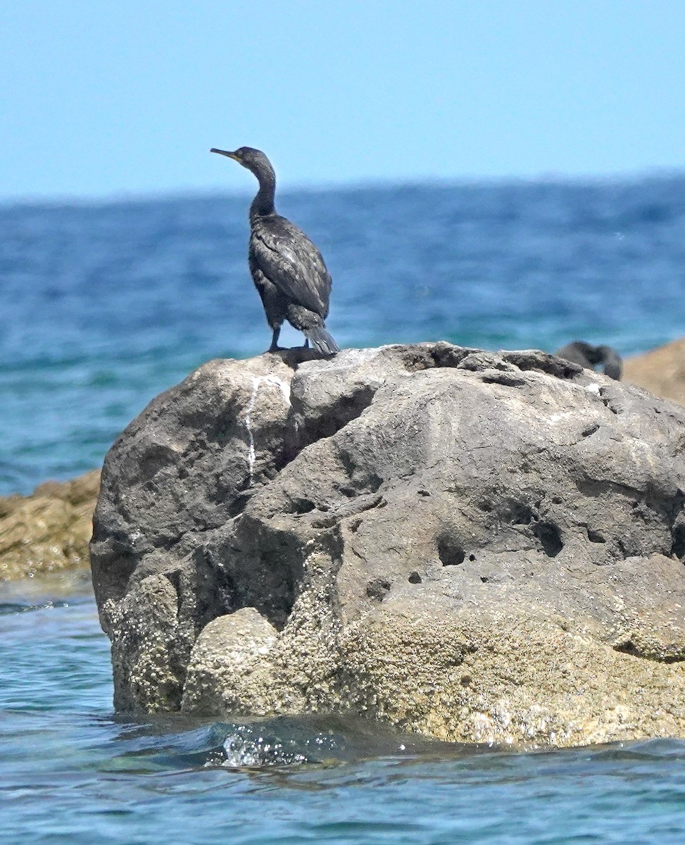 Cormorán Moñudo - ML620494457