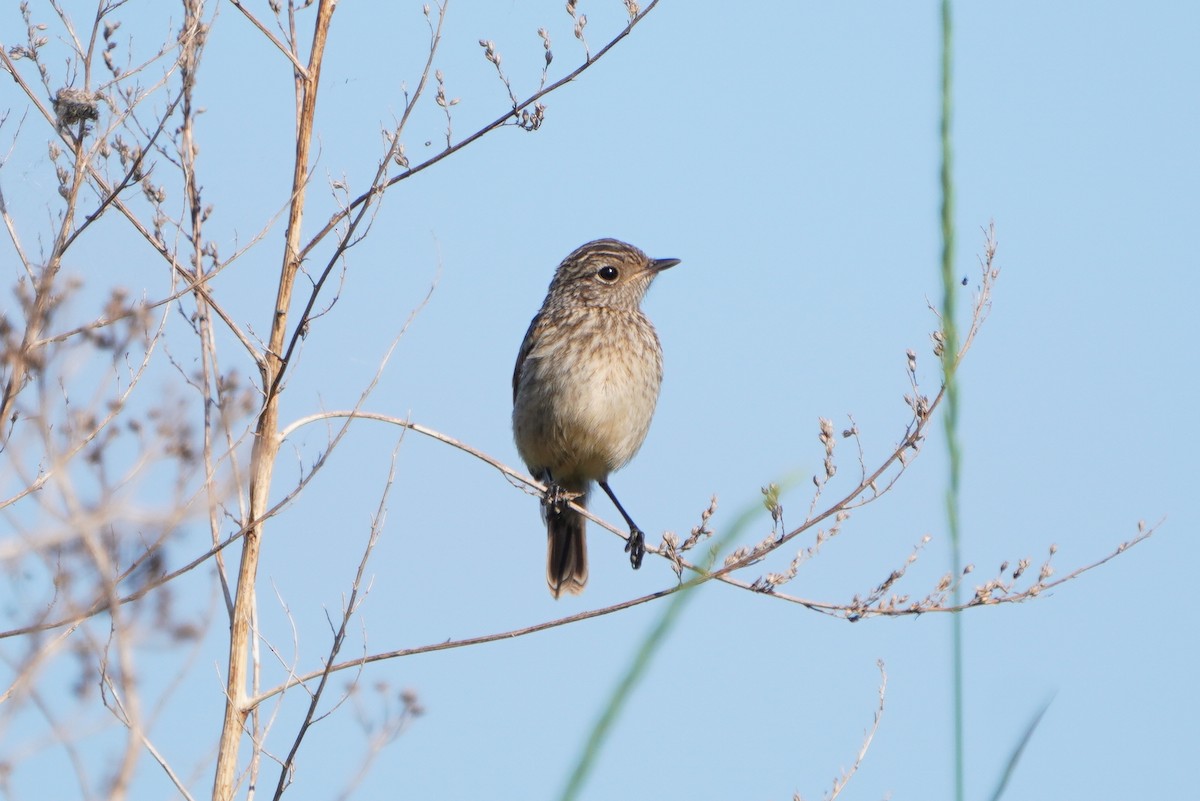 European Stonechat - ML620494459