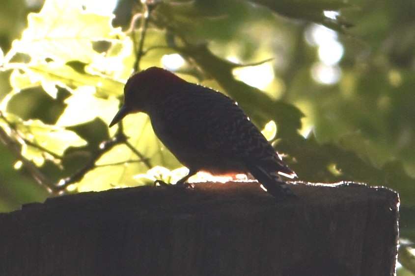 Red-bellied Woodpecker - Daniel Segarra