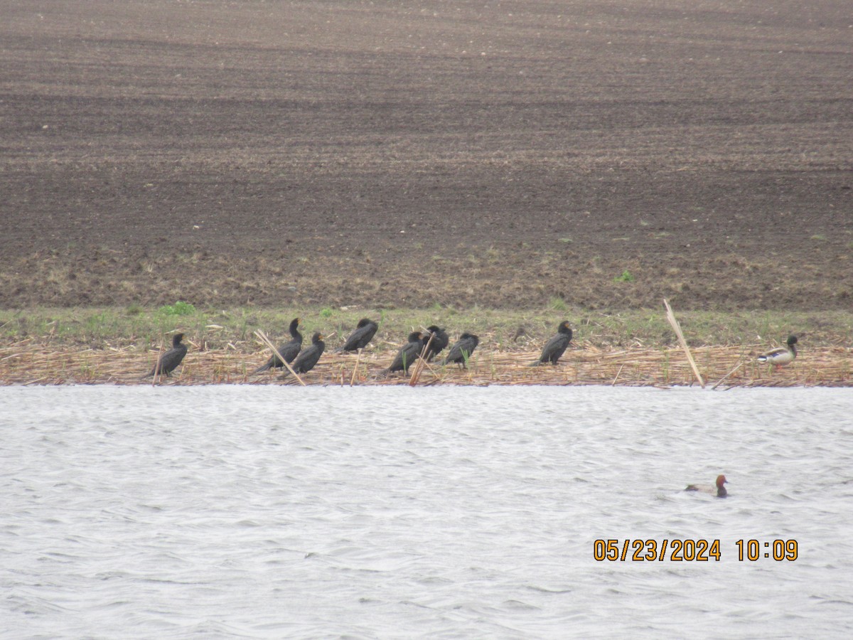 Double-crested Cormorant - ML620494464