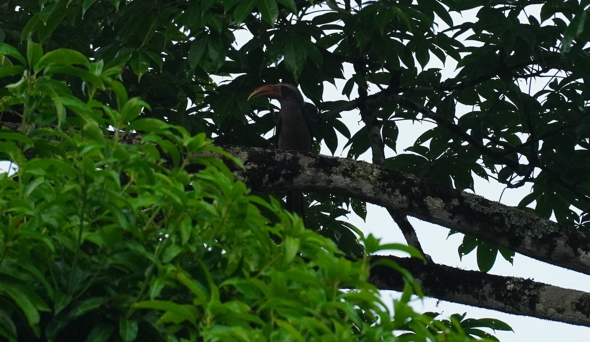 Malabar Gray Hornbill - ML620494466