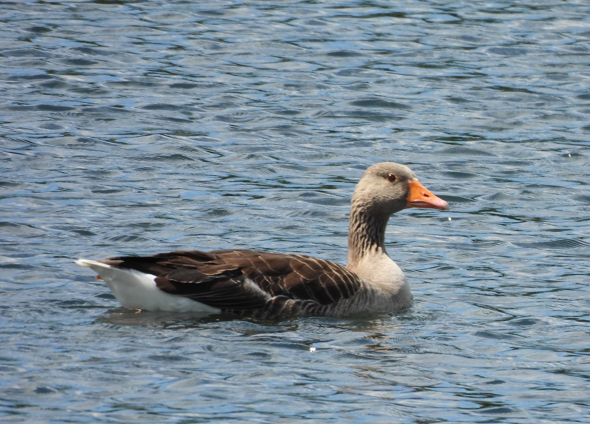 Graylag Goose - ML620494477