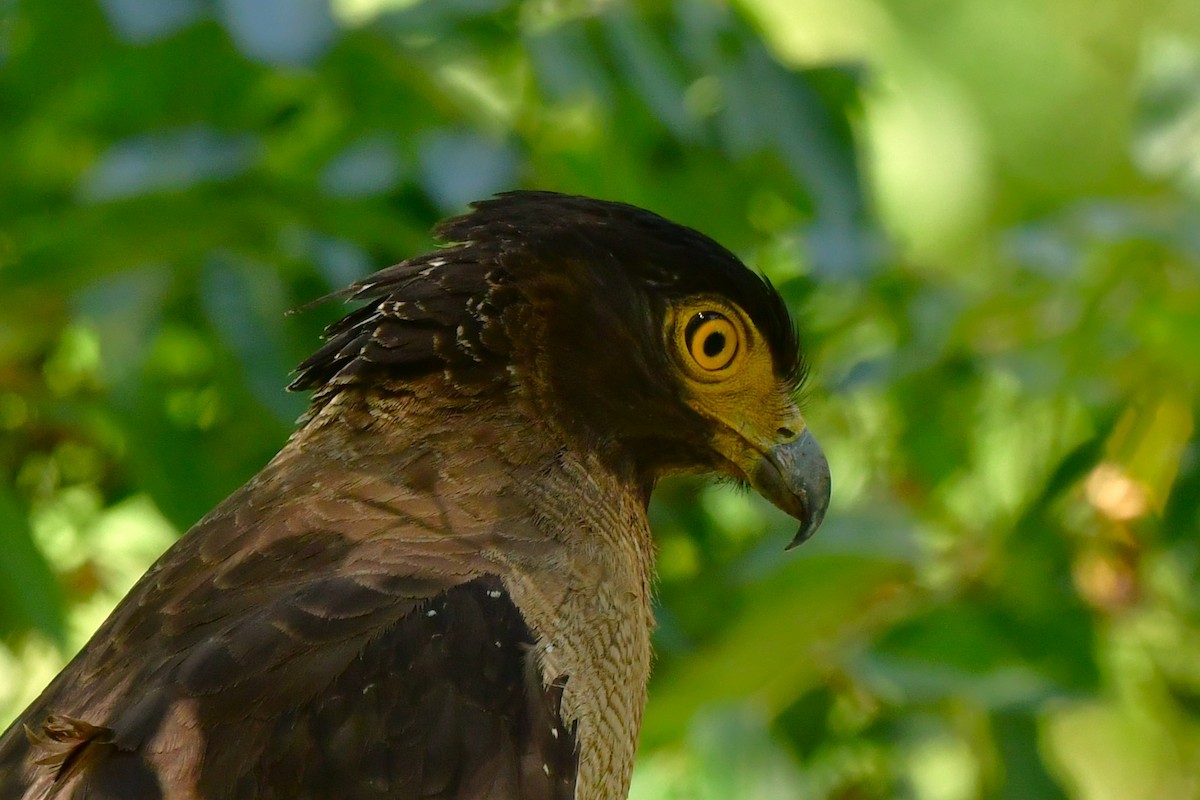 Crested Serpent-Eagle - Anirban  Bhaduri