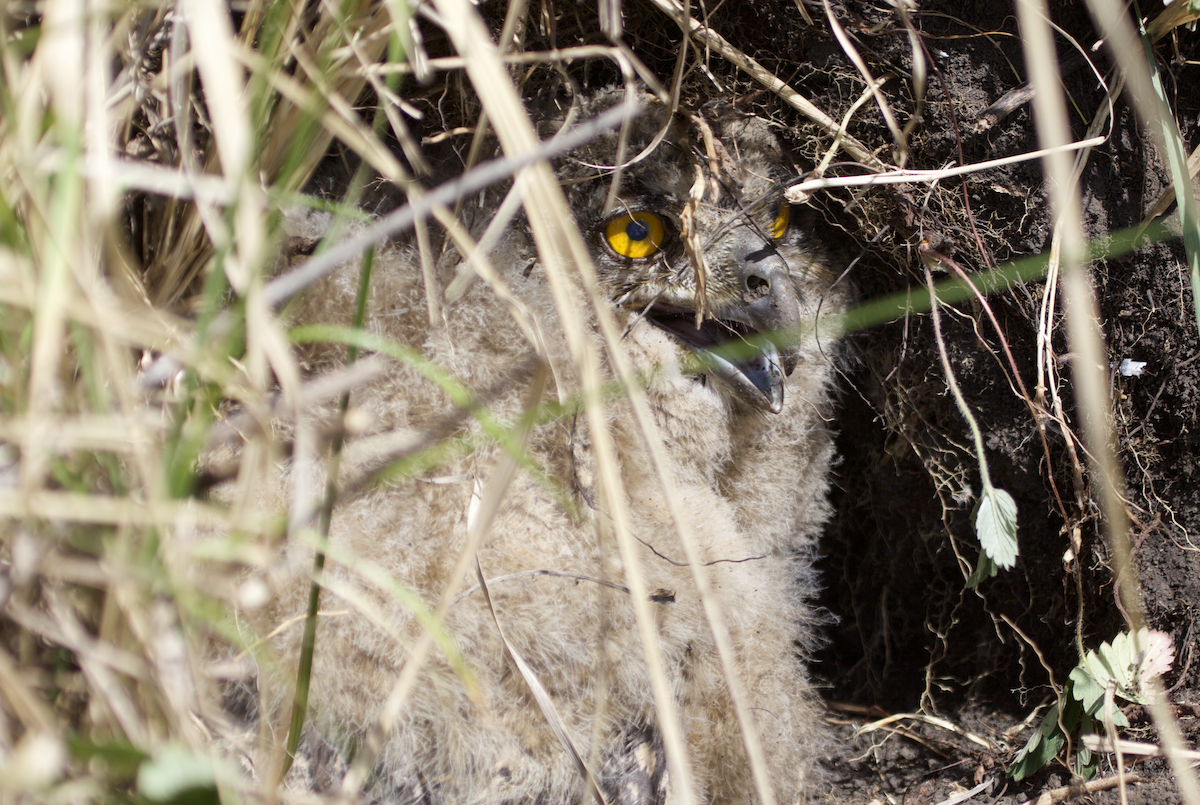 Eurasian Eagle-Owl - ML620494490