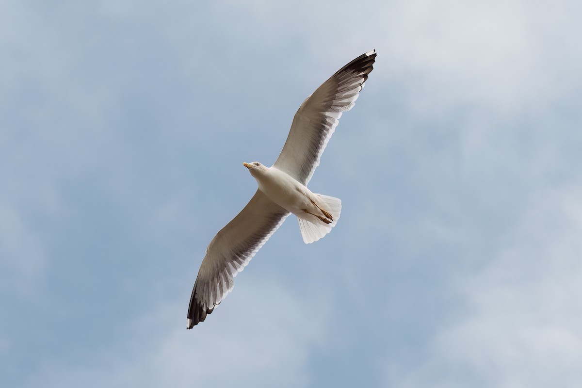 Yellow-legged Gull (atlantis) - ML620494491