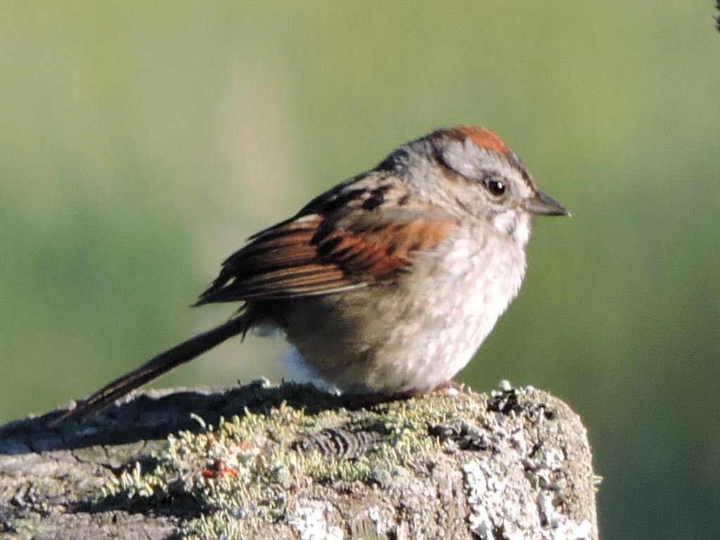 Swamp Sparrow - ML620494492