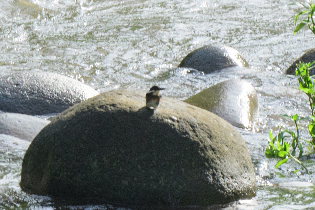 Green Kingfisher - ML620494500