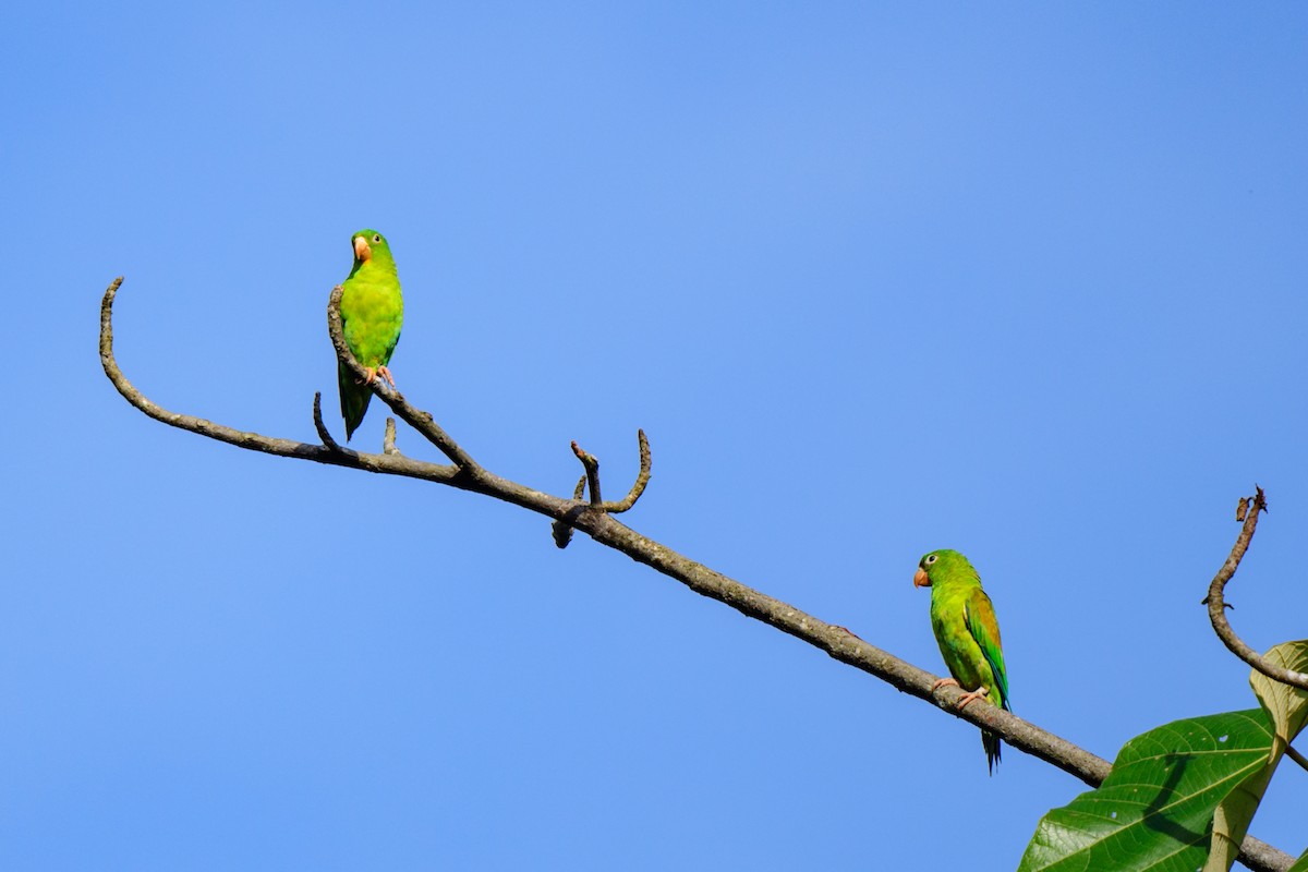 Orange-chinned Parakeet - ML620494508