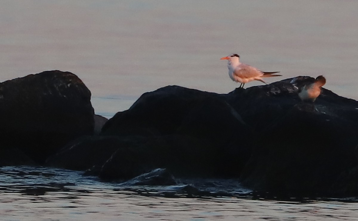 Royal Tern - ML620494511