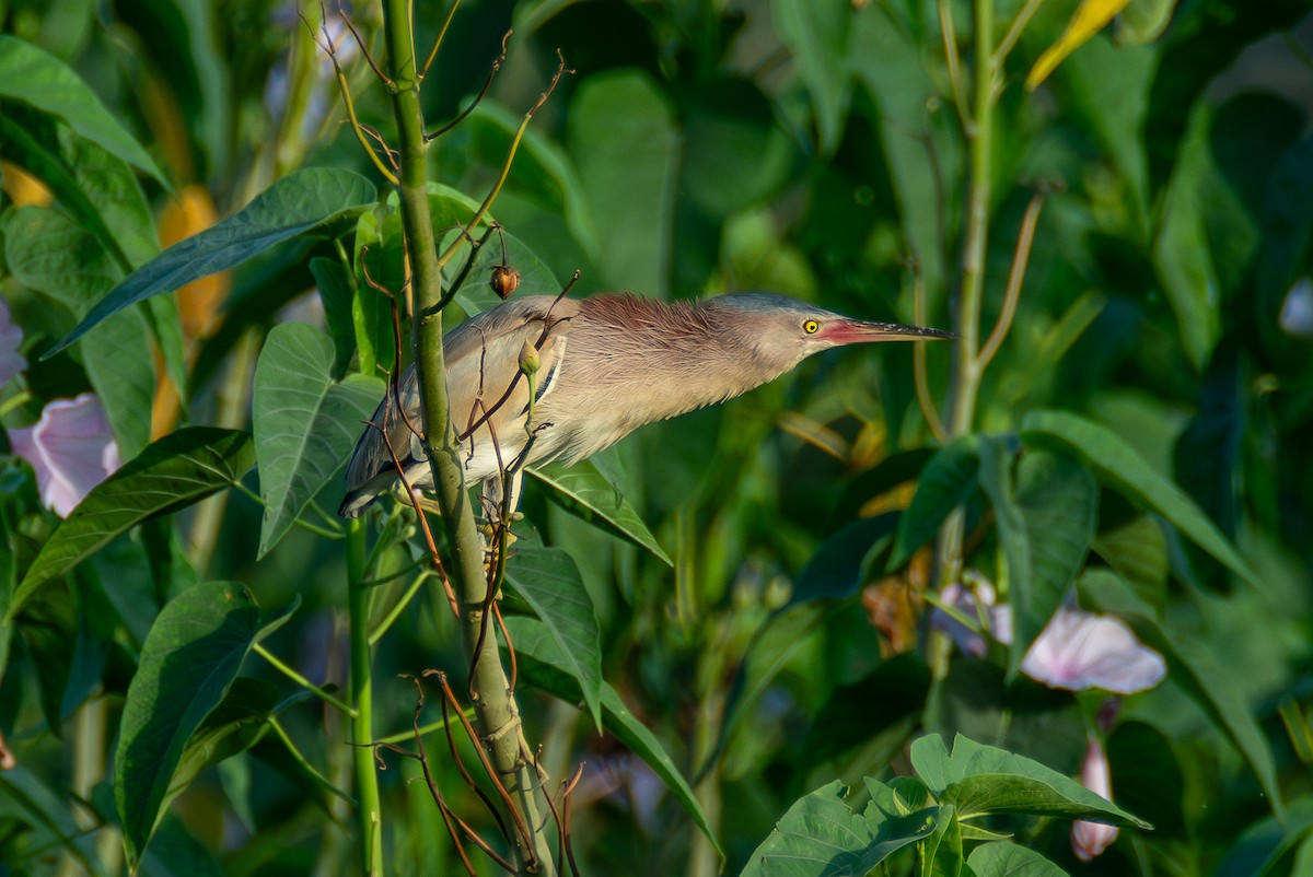 Yellow Bittern - ML620494527