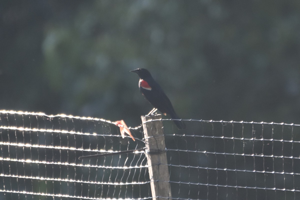 Red-winged Blackbird - Daniel Segarra