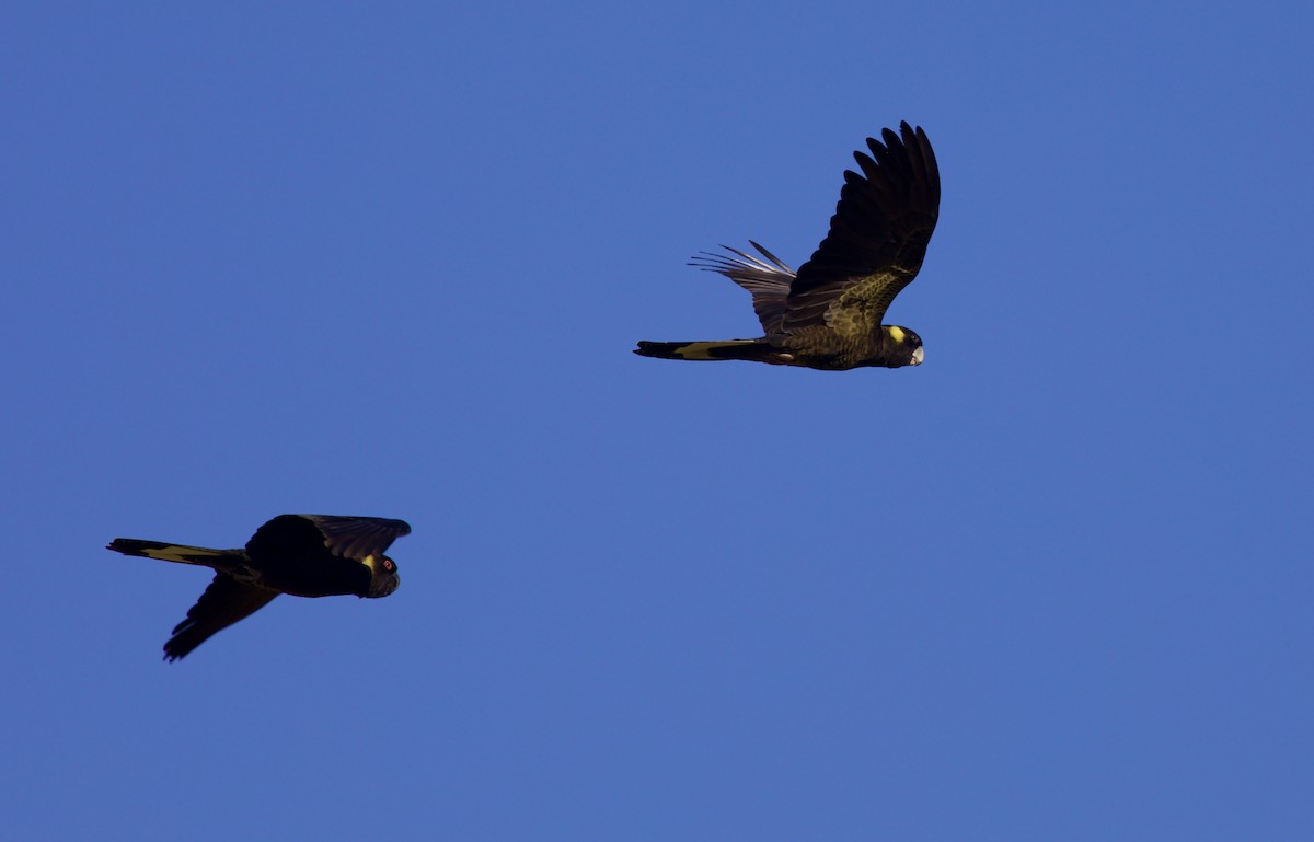 Yellow-tailed Black-Cockatoo - ML620494531