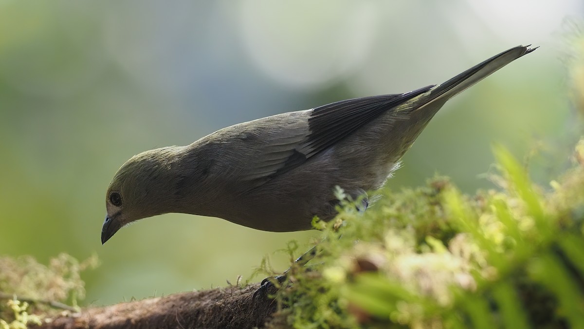 Palm Tanager - Milton Paul