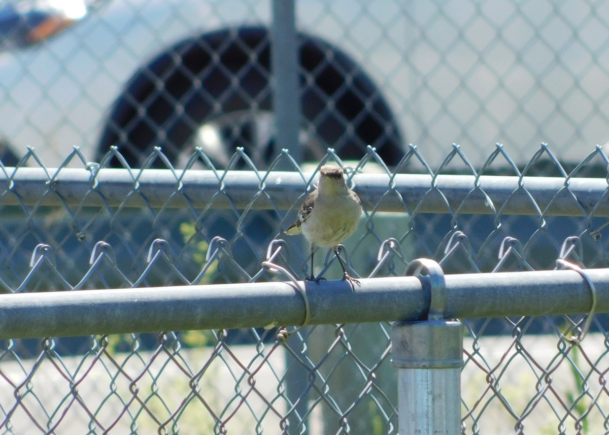 Northern Mockingbird - ML620494542