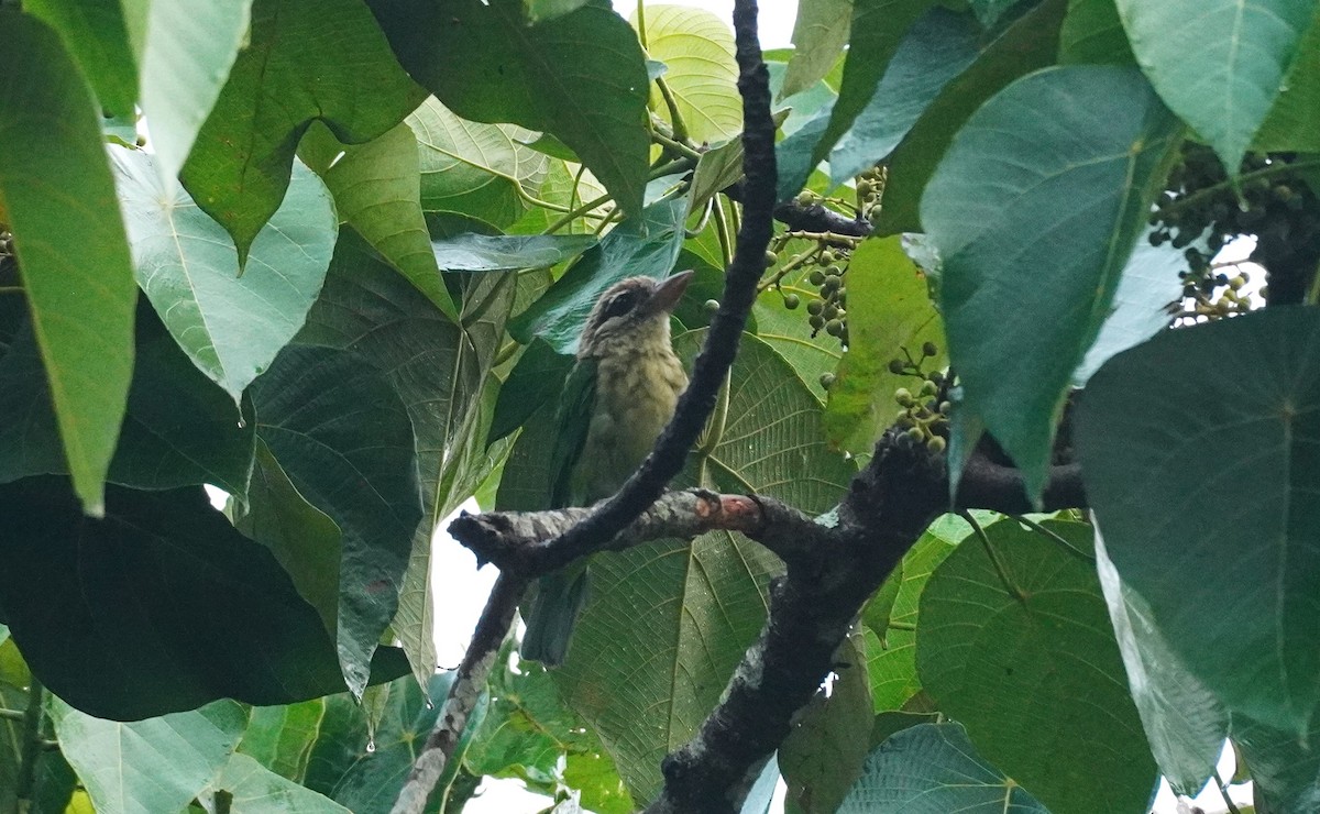 White-cheeked Barbet - ML620494544