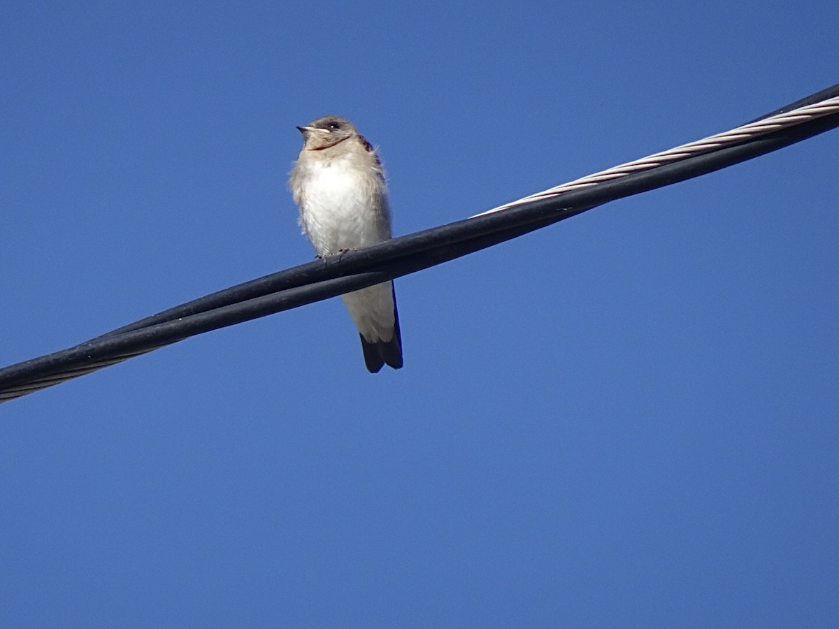 Northern Rough-winged Swallow - ML620494545