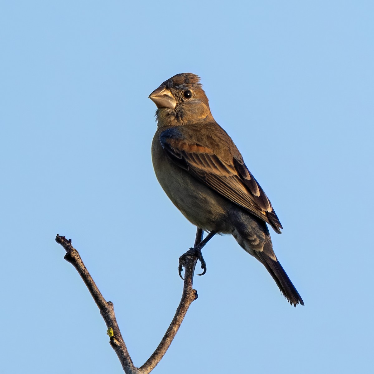 Blue Grosbeak - ML620494552