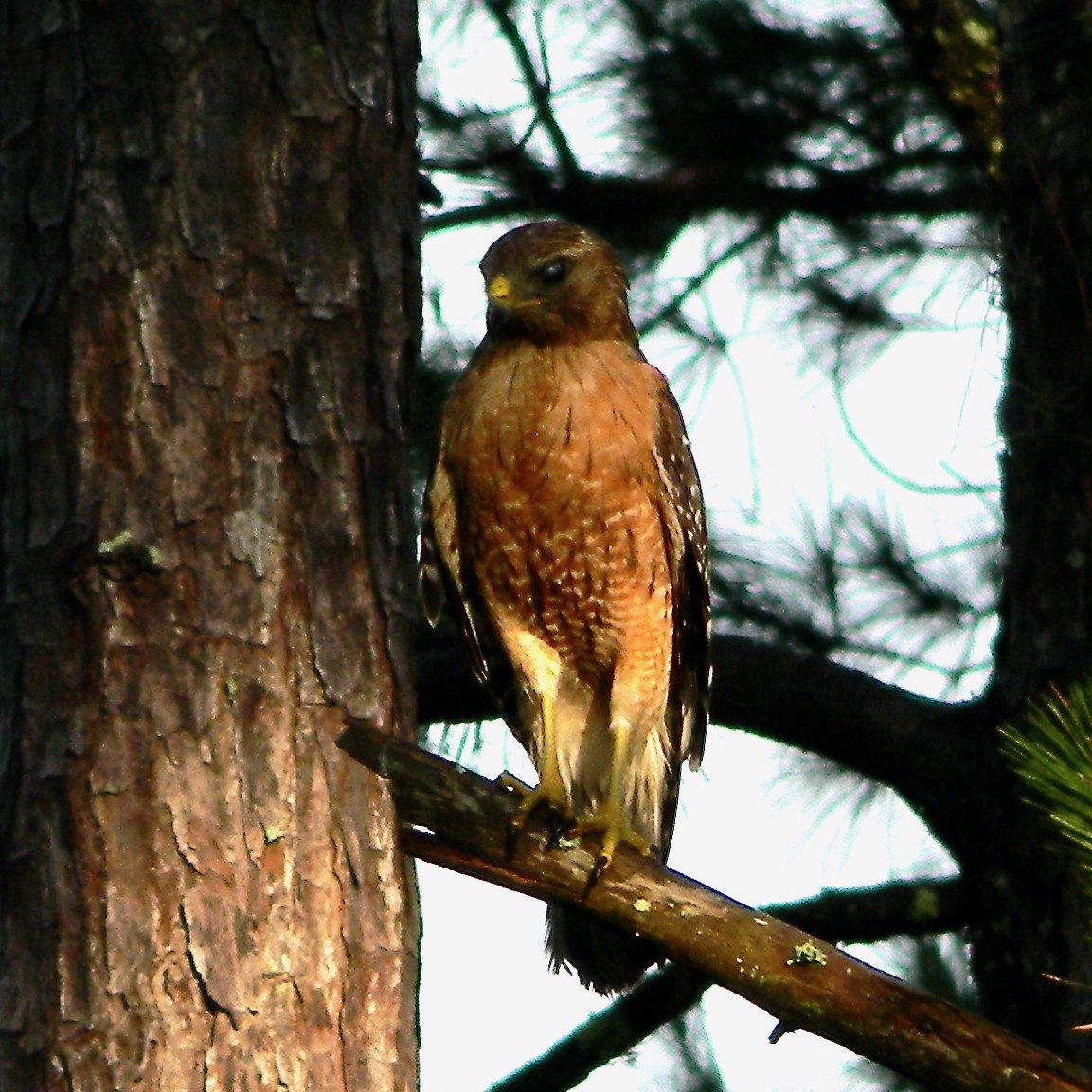 Red-shouldered Hawk - ML620494553