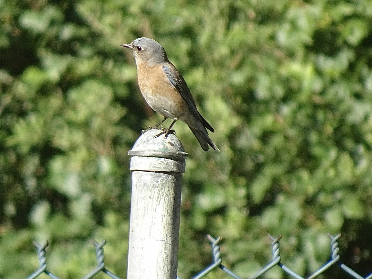 Western Bluebird - ML620494555