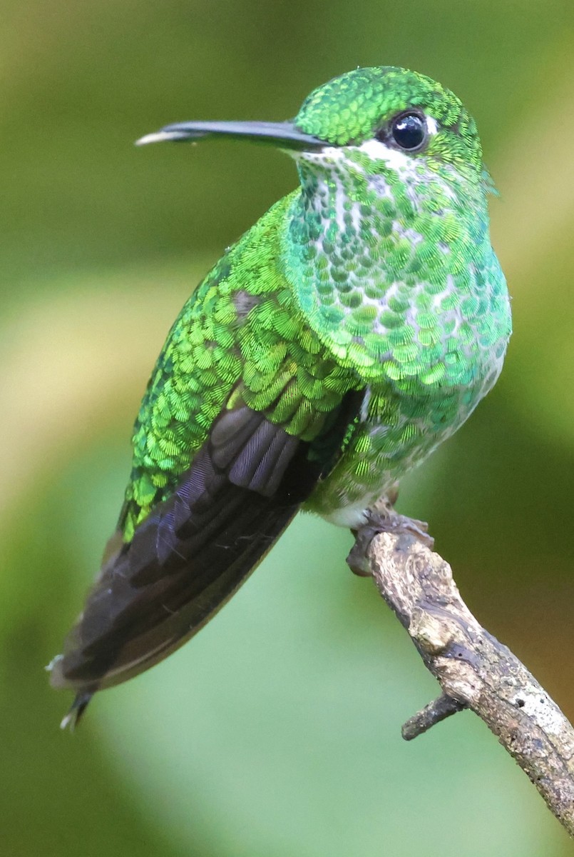 Green-crowned Brilliant - ML620494556