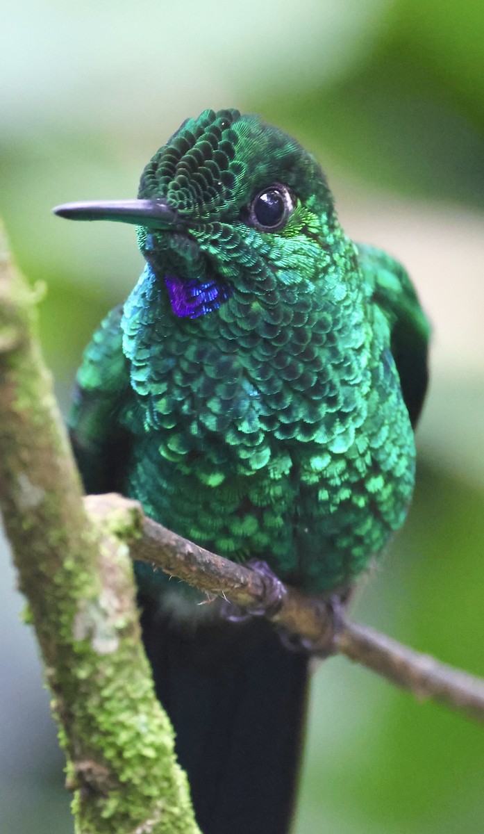 Green-crowned Brilliant - Debbie Crowley