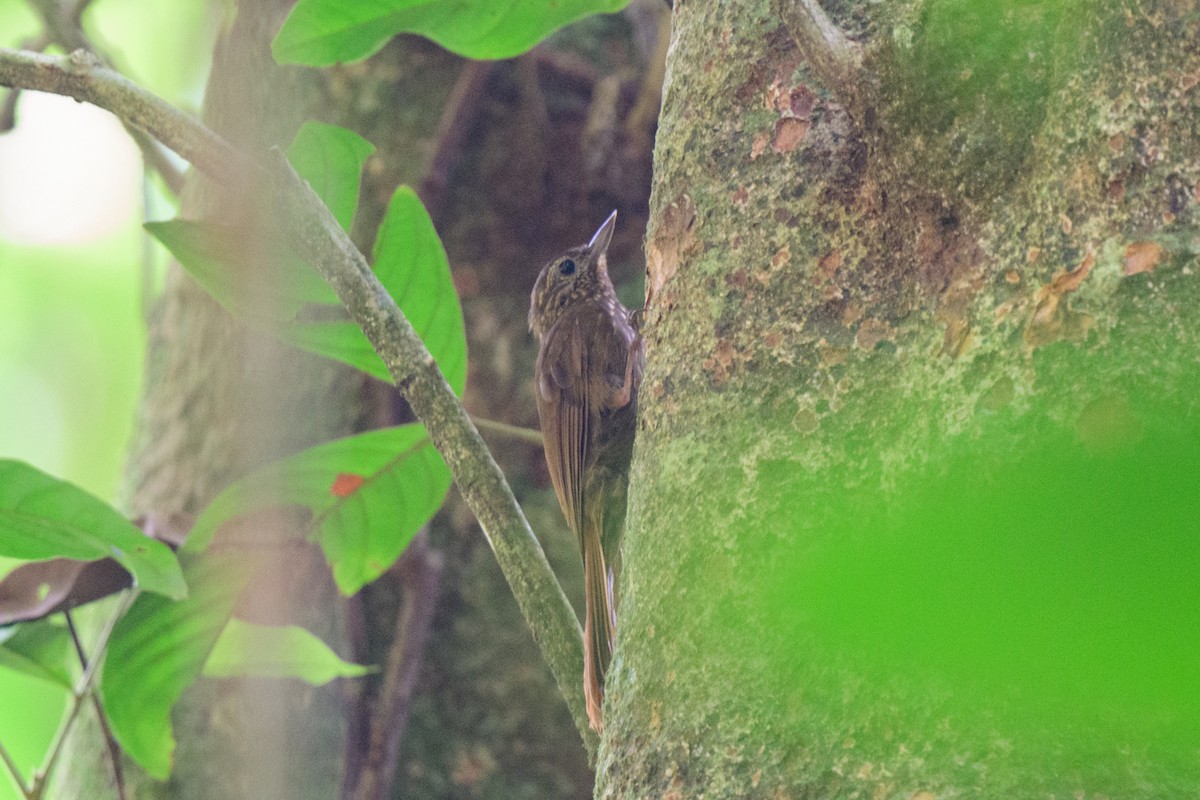 Wedge-billed Woodcreeper - ML620494558