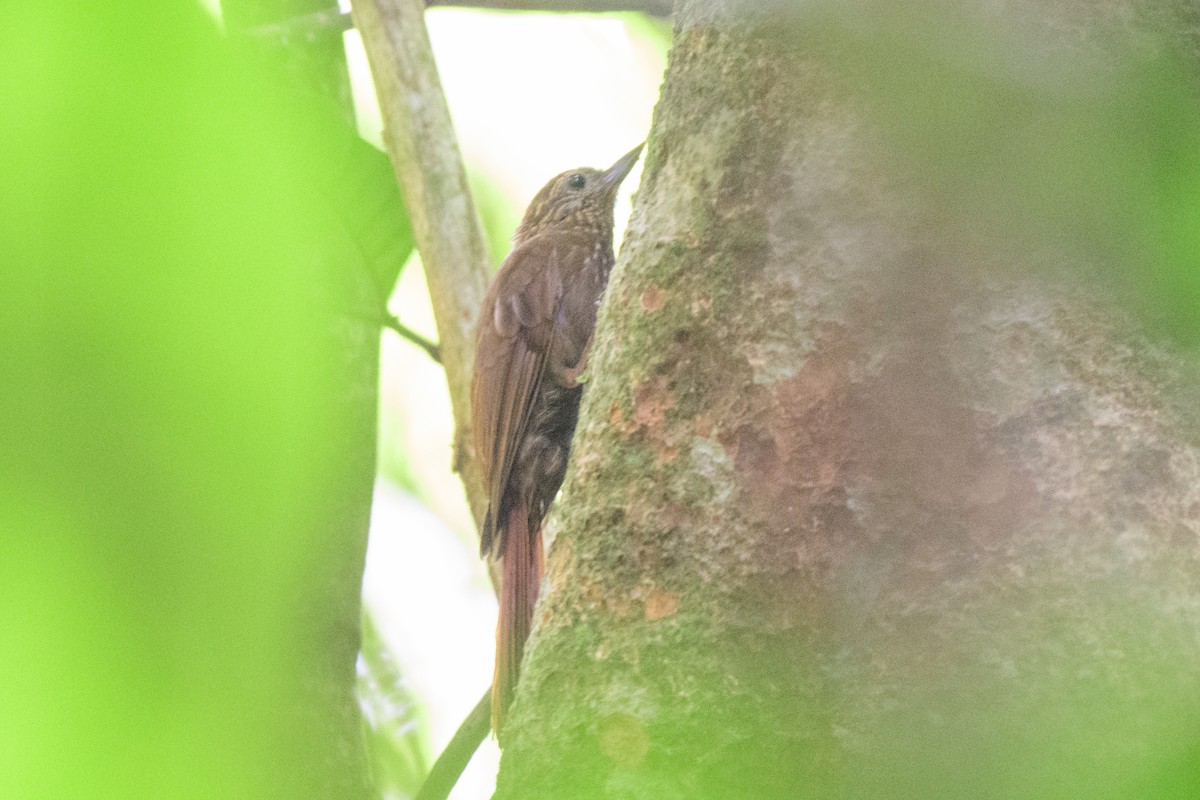 Wedge-billed Woodcreeper - ML620494560