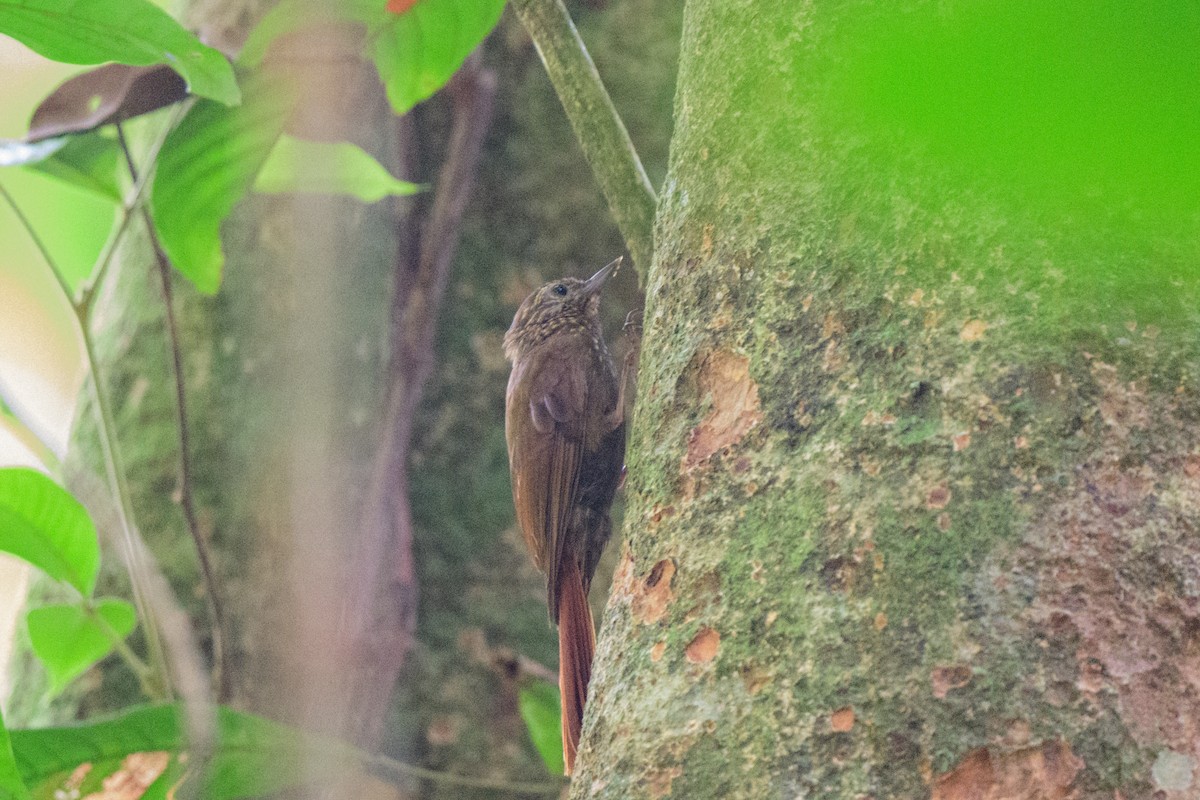 Wedge-billed Woodcreeper - ML620494561