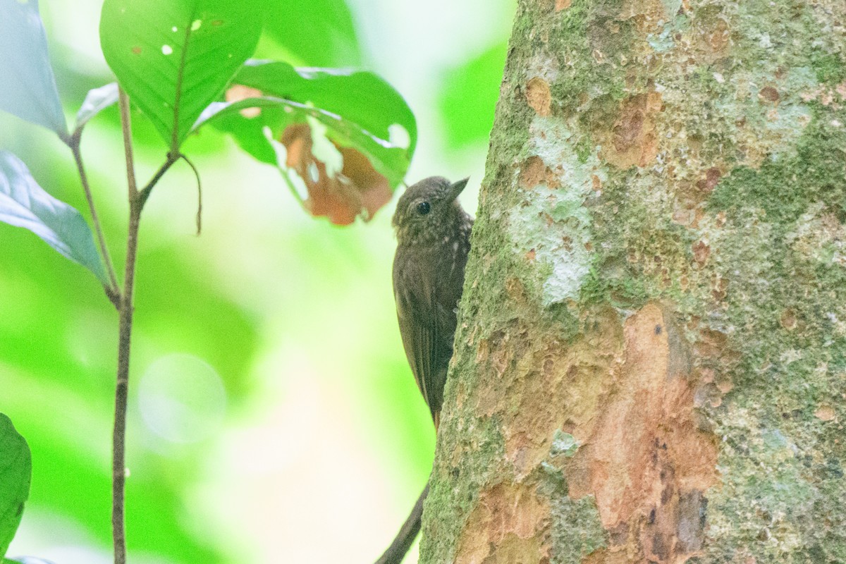 Wedge-billed Woodcreeper - ML620494563