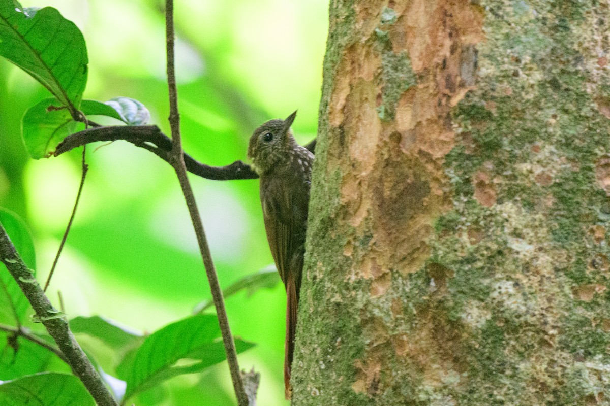 Wedge-billed Woodcreeper - ML620494564