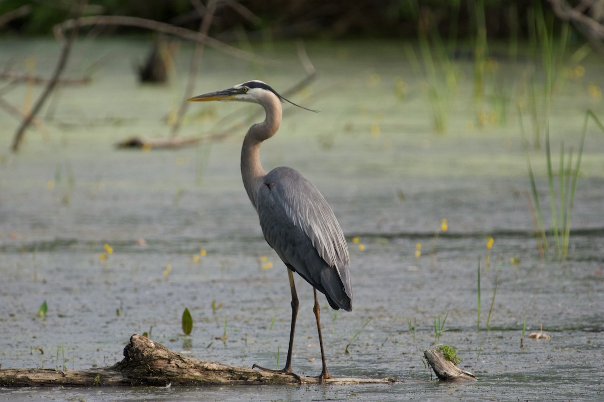 Great Blue Heron - C.H. Wood