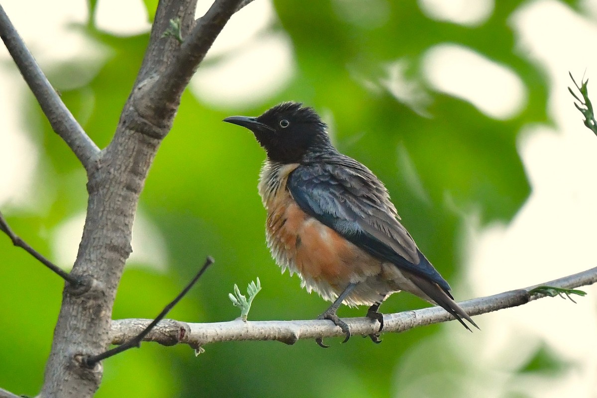 Spot-winged Starling - ML620494571