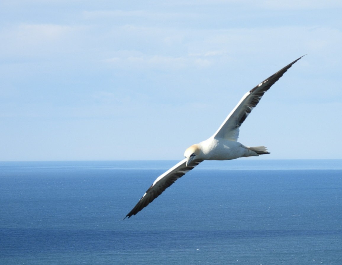 Northern Gannet - ML620494581