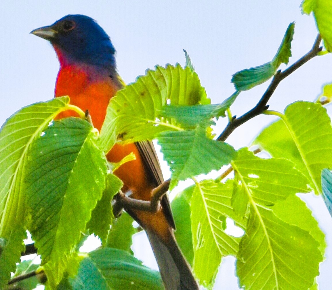 Painted Bunting - ML620494585